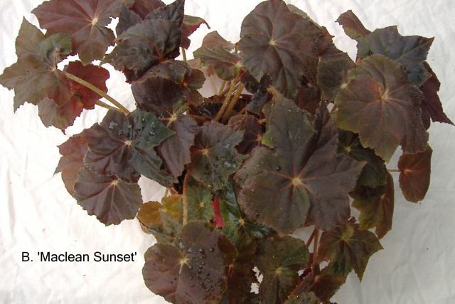 B. ‘Maclean Sunset’